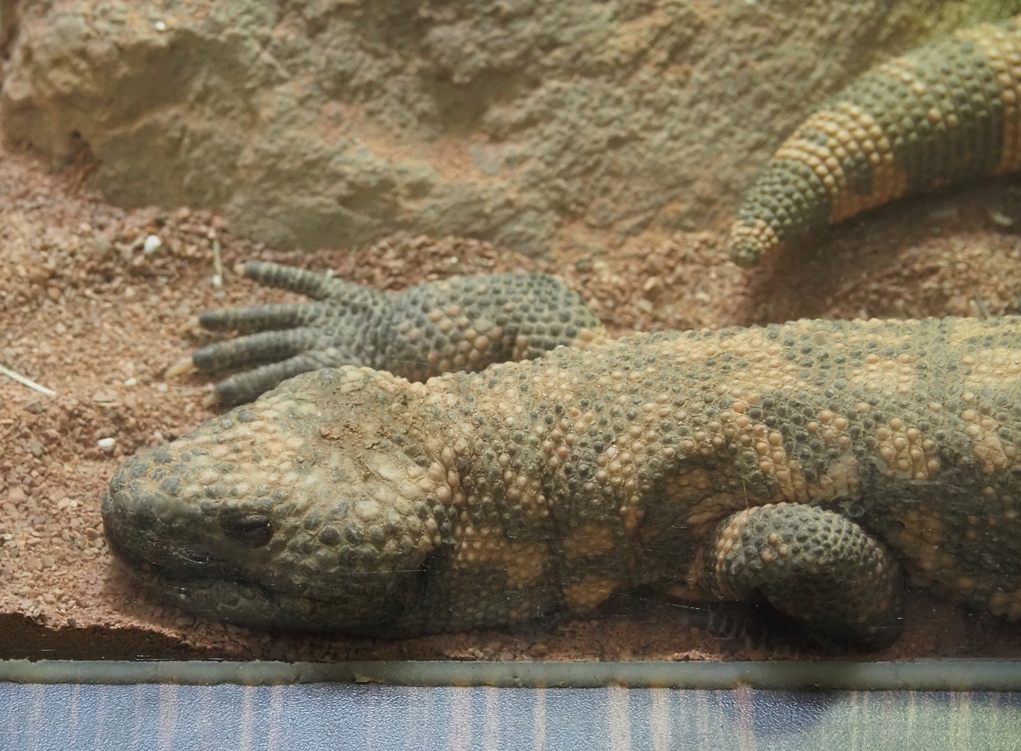 Gila monster (Heloderma suspectum), 2024-03-09