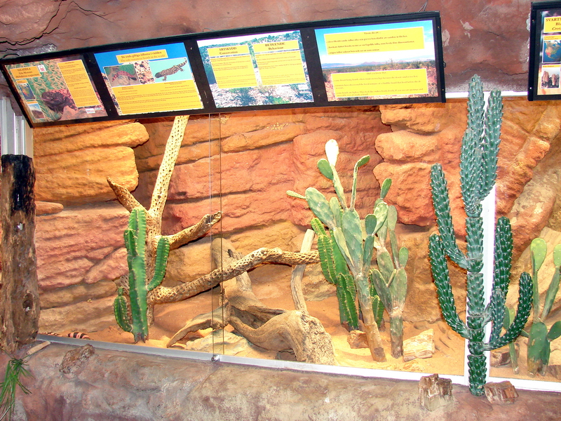Gila monster (Heloderma suspectum) Exhibit
