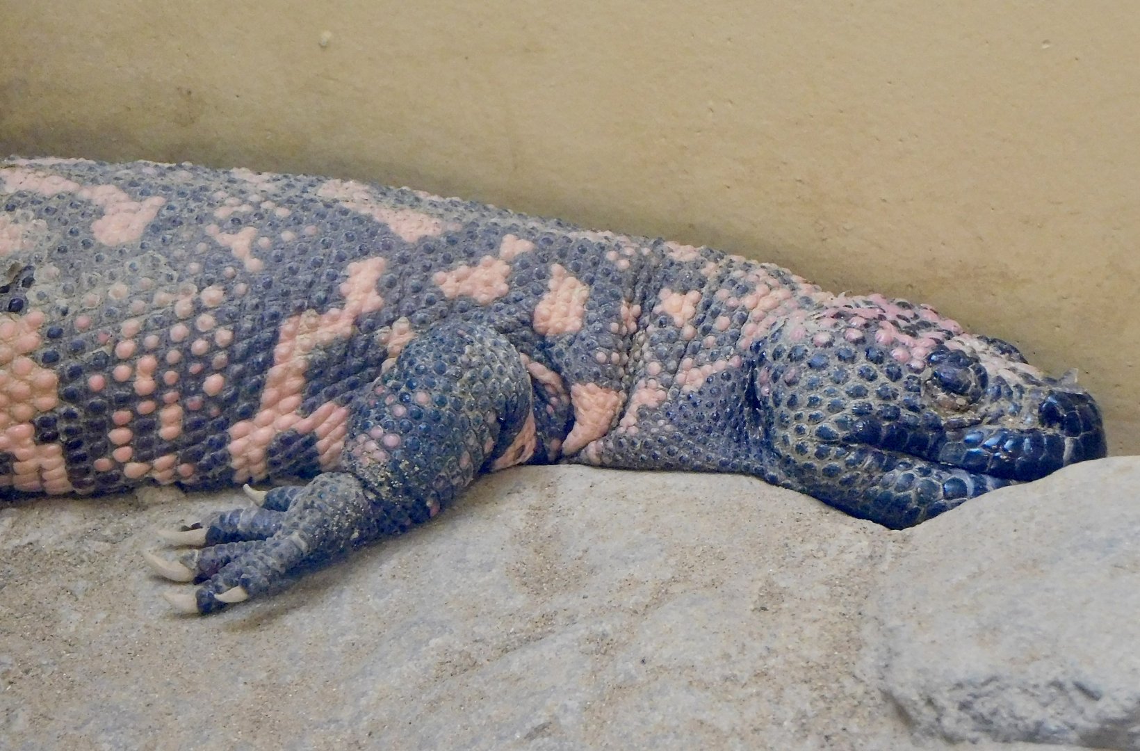 Gila Monster (Heloderma suspectum) November 29, 2025