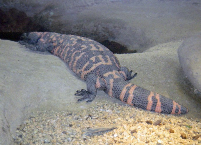 Gila Monster (Heloderma suspectum)