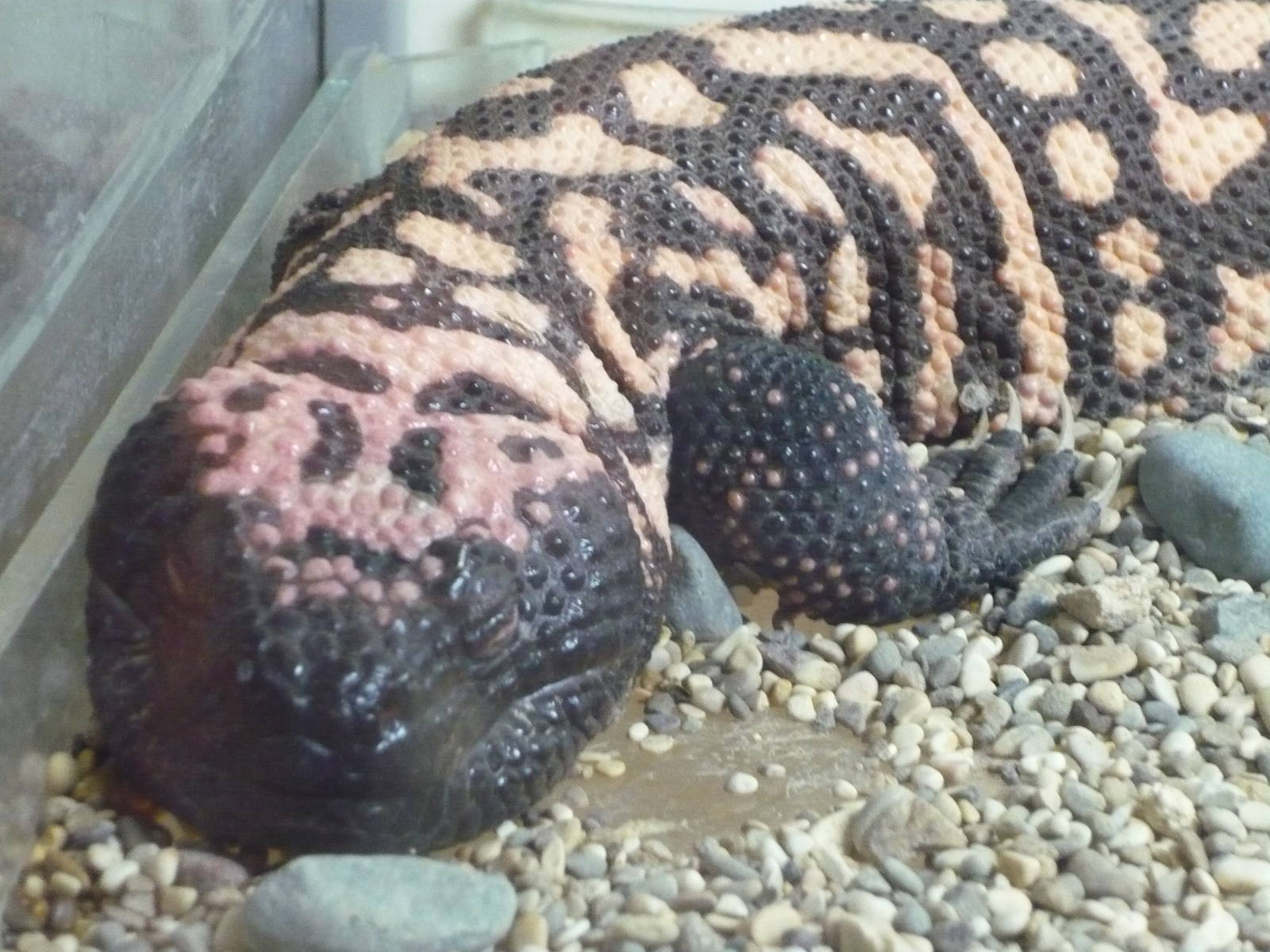 Gila monster (Heloderma suspectum)