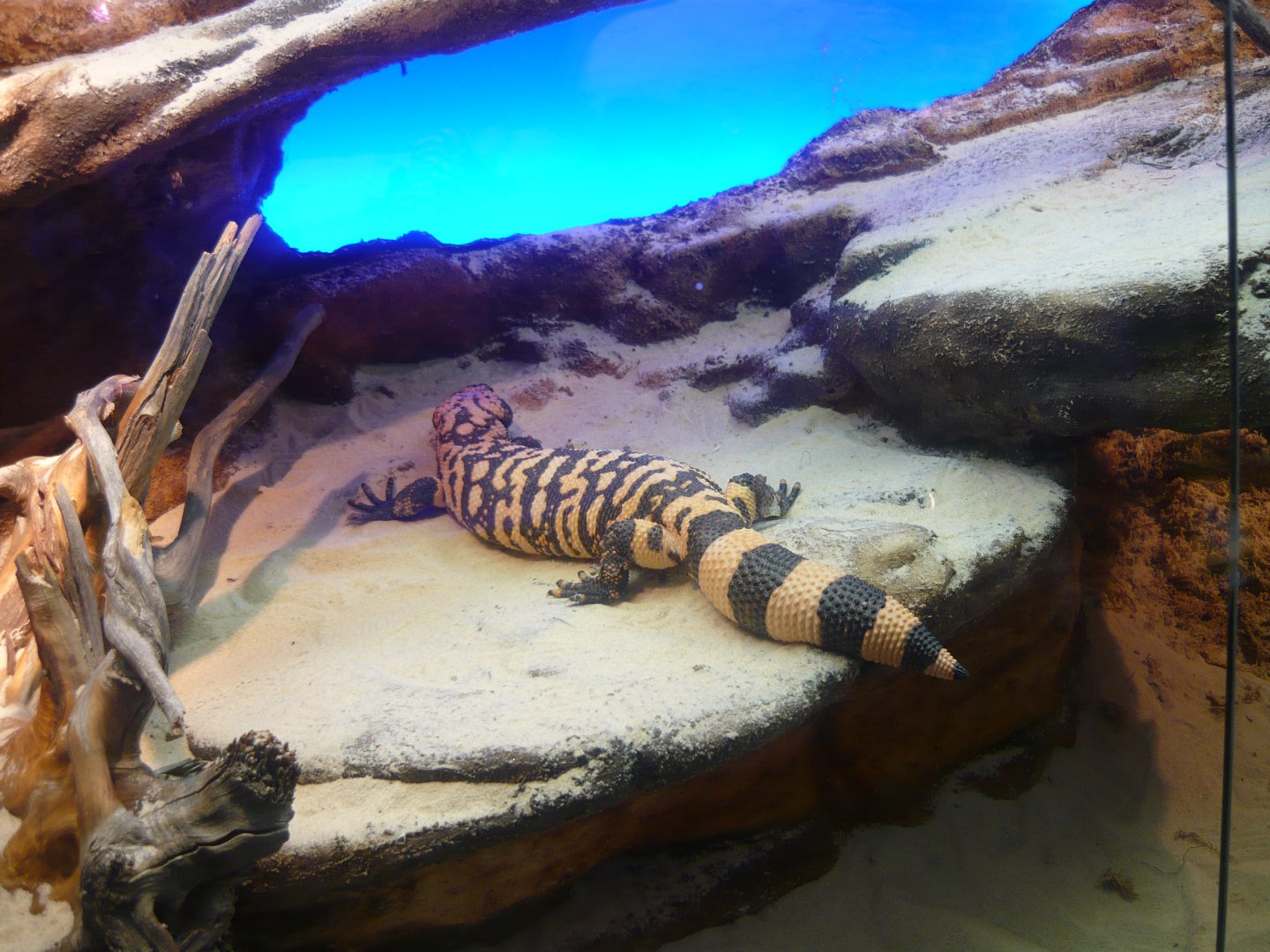 Gila monster (Heloderma suspectum)