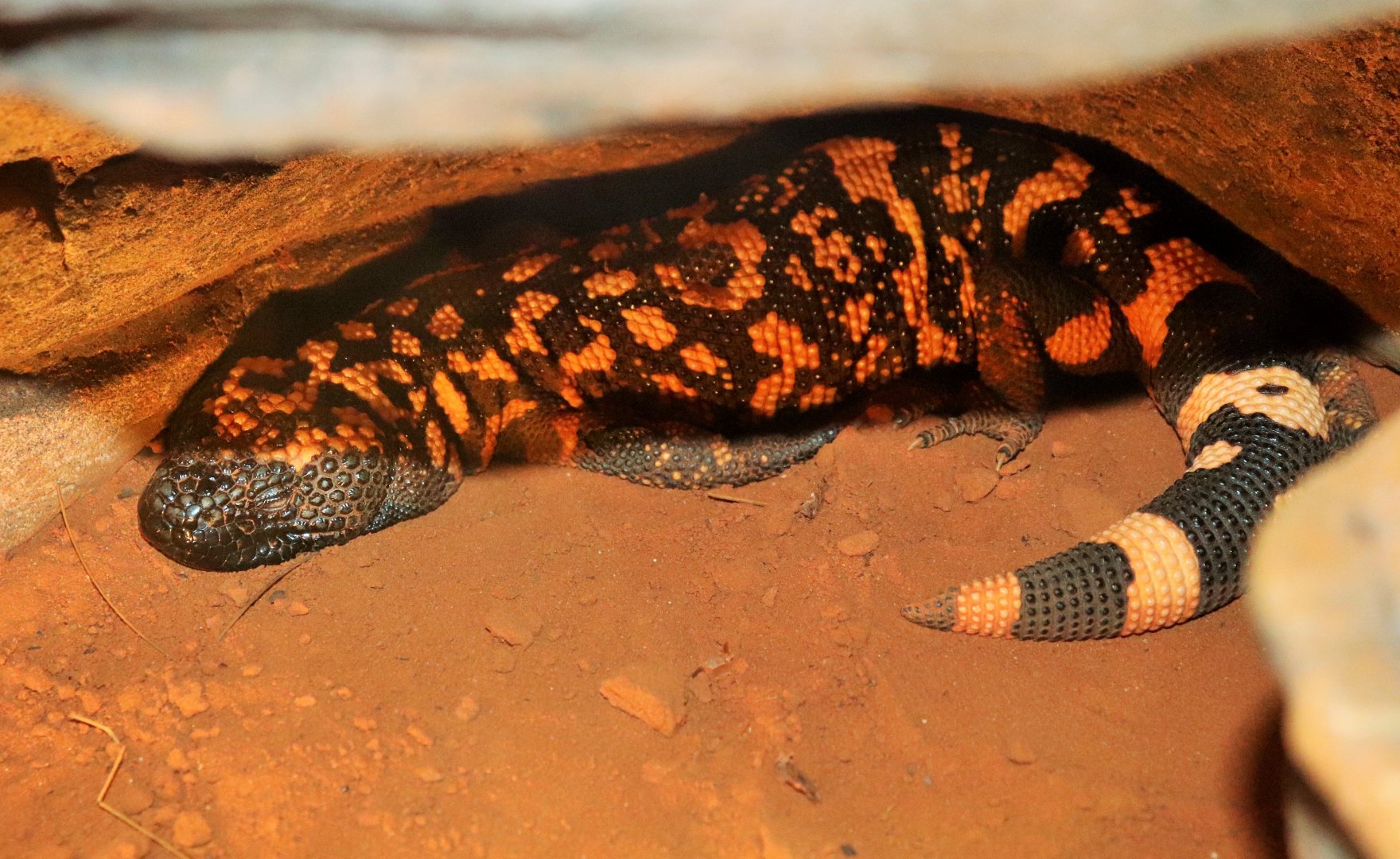 Gila Monster (Heloderma suspectum)