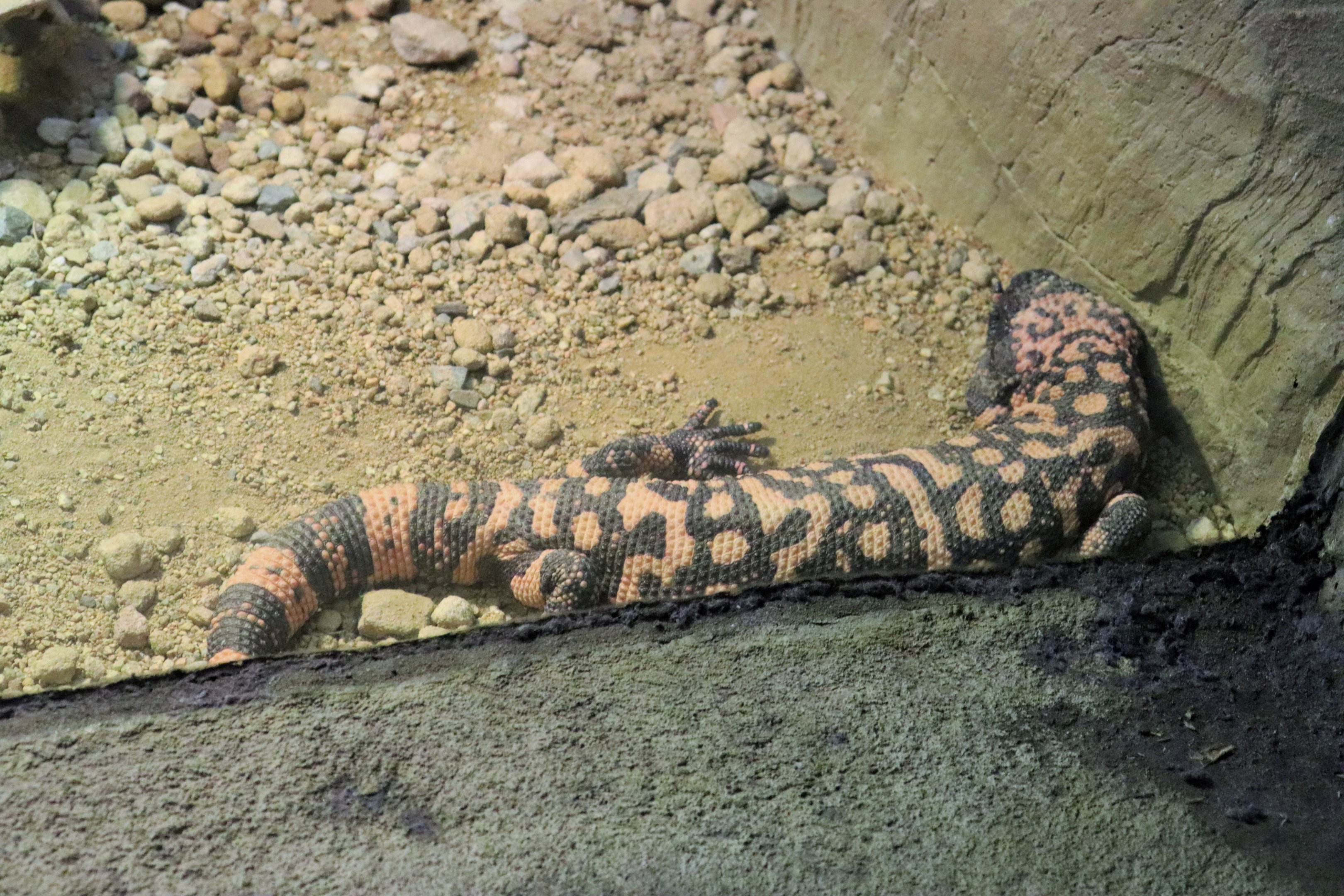 Gila Monster (Heloderma suspectum)