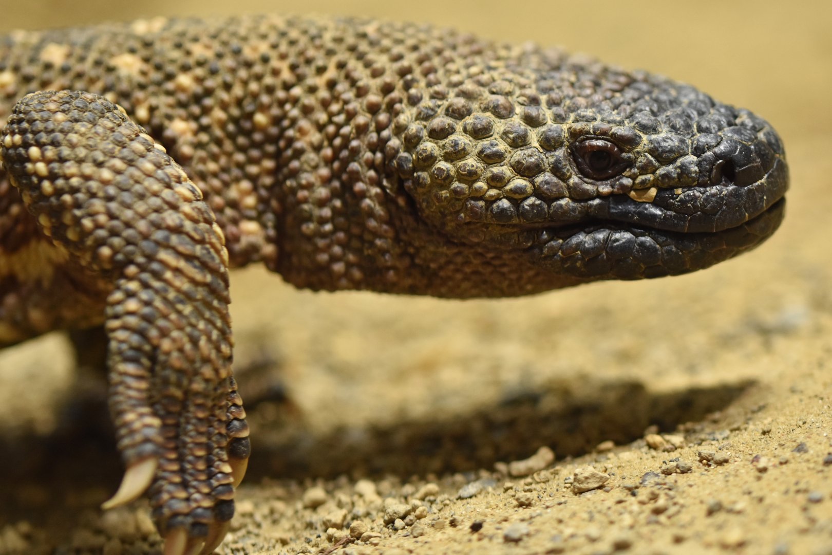 Gila monster (Heloderma suspectum)