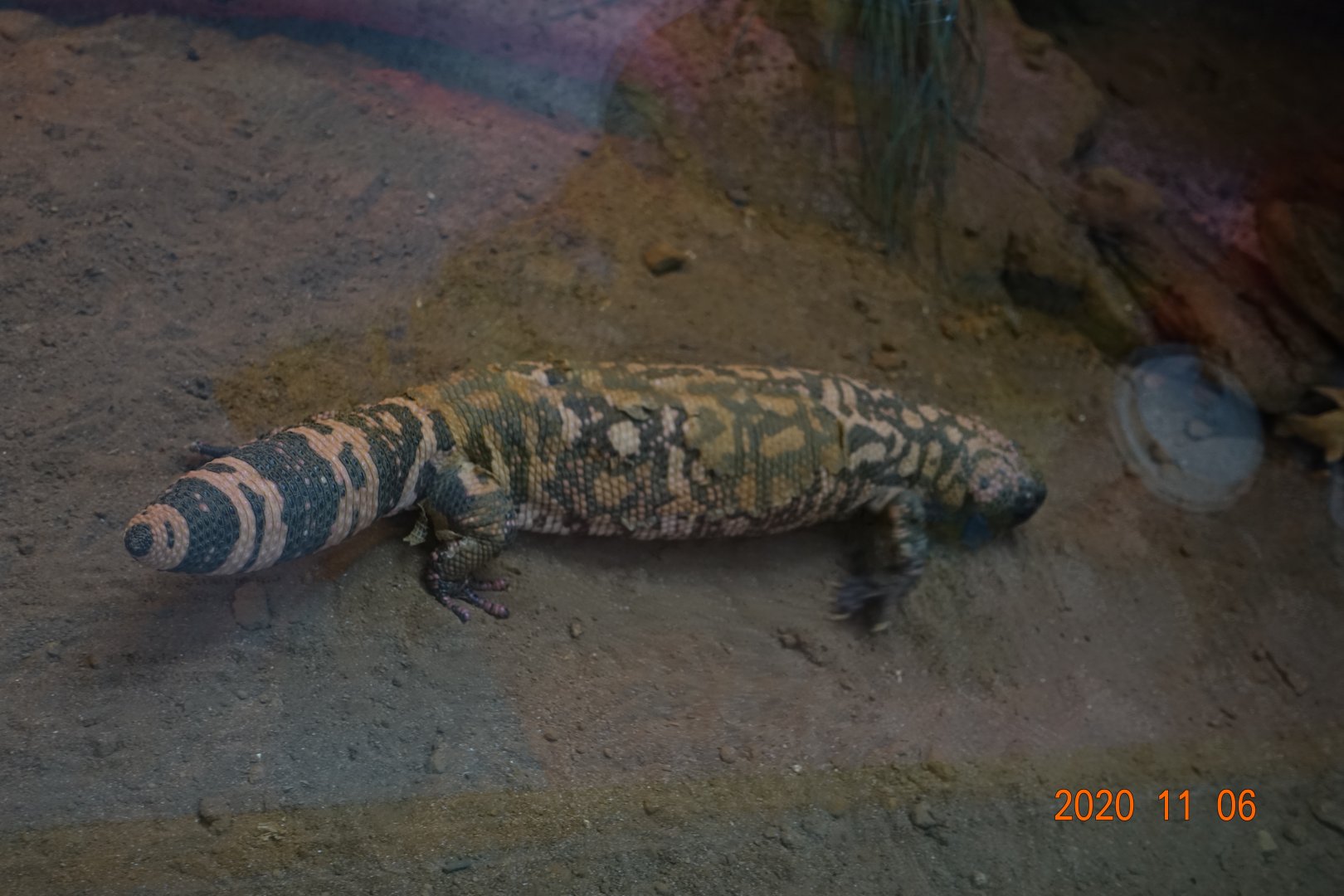 Gila Monster (Heloderma suspectum)