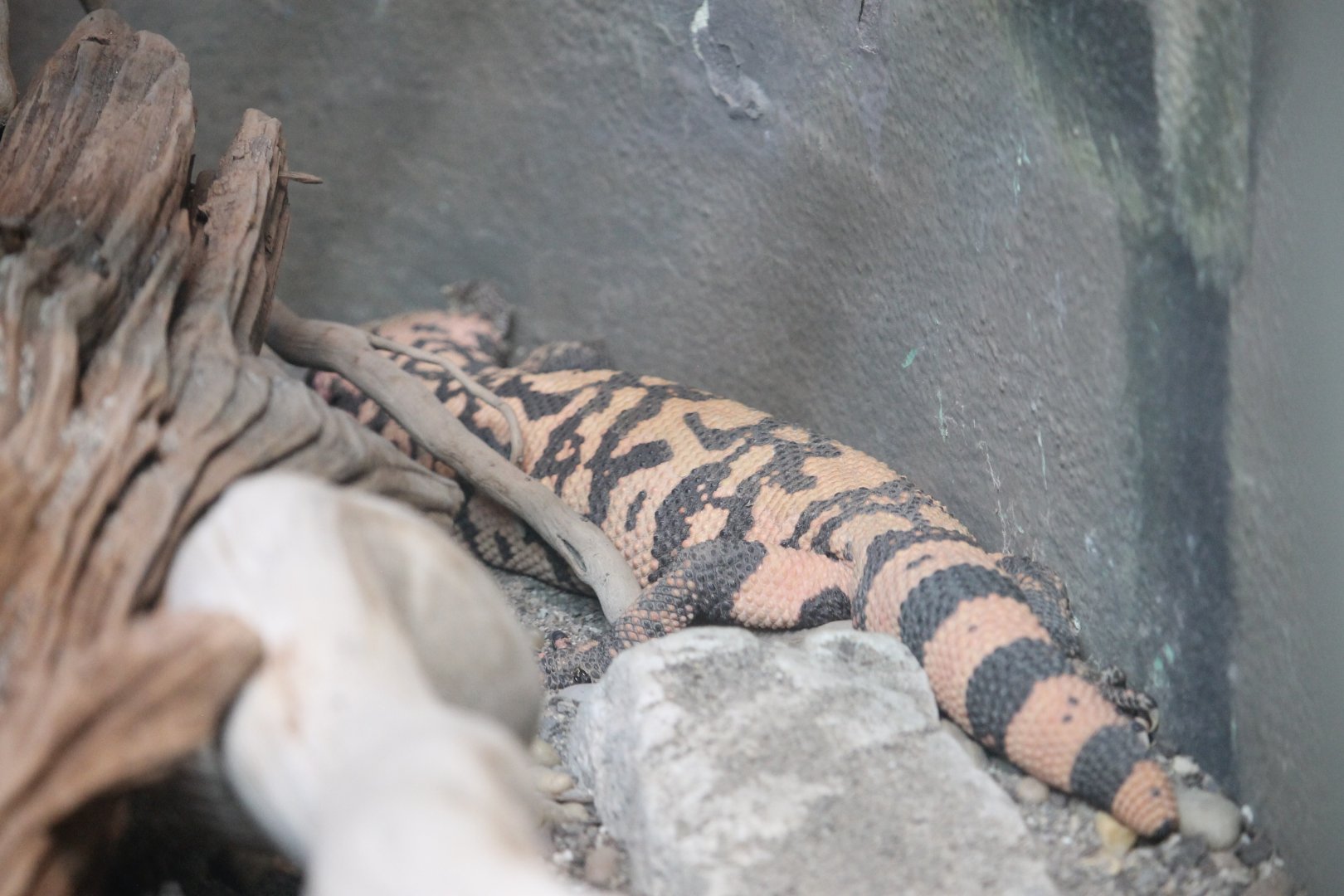 Gila monster (Heloderma suspectum)
