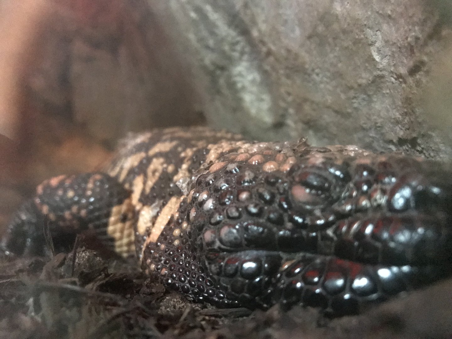 Gila Monster (Heloderma suspectum)