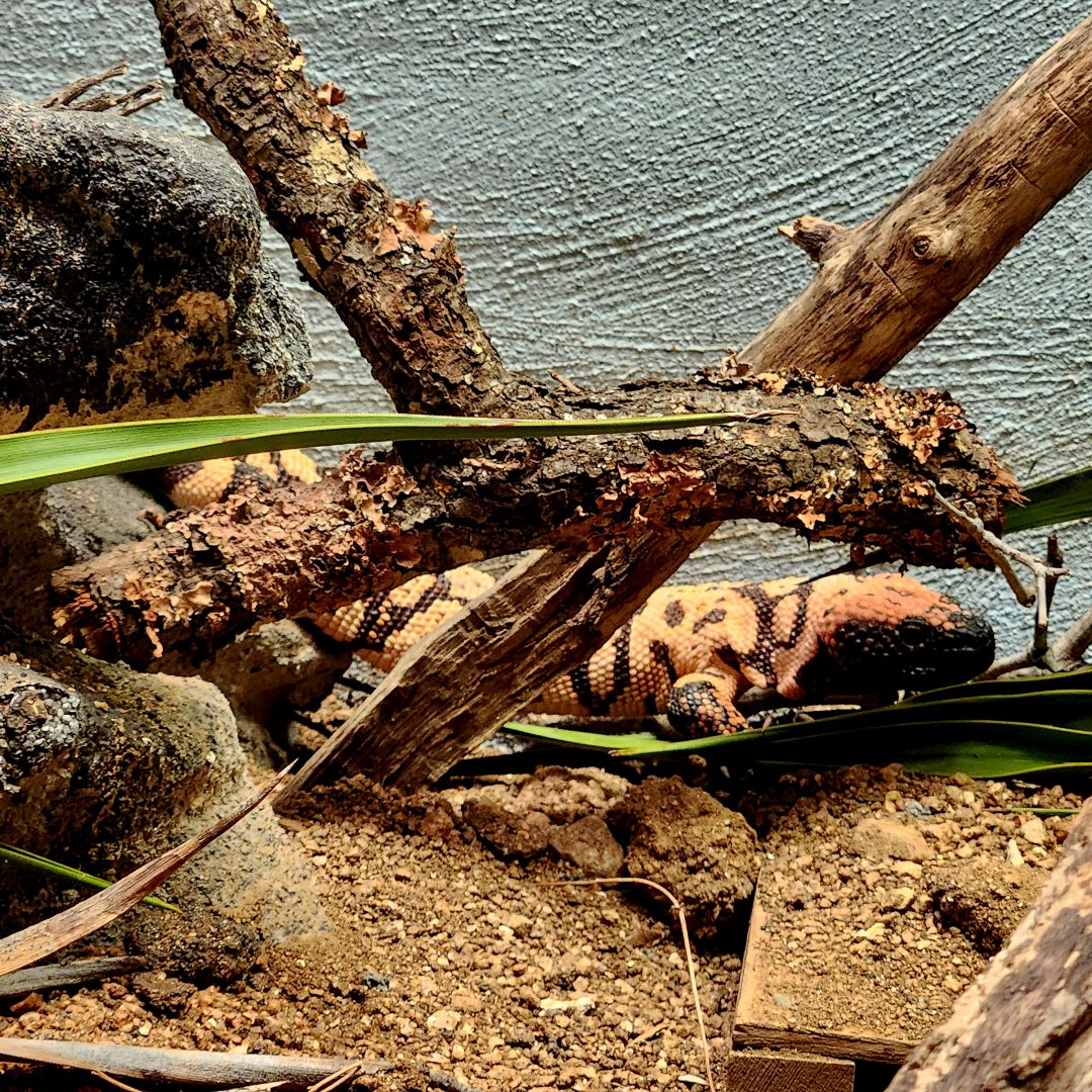 Gila Monster (Heloderma suspectum)