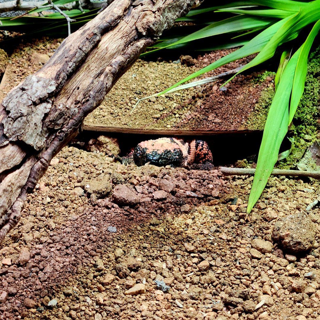 Gila Monster (Heloderma suspectum)