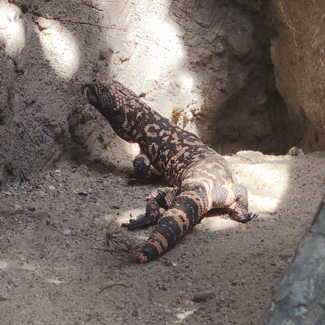 Gila Monster (Heloderma suspectum)