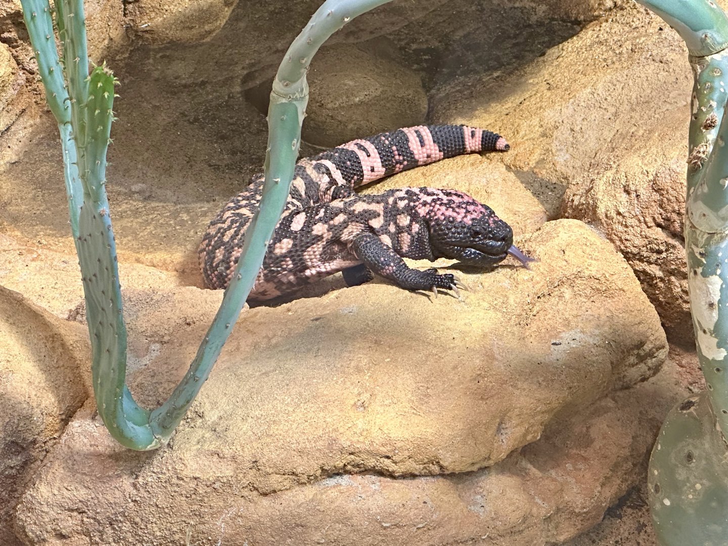 Gila monster (Heloderma suspectum)