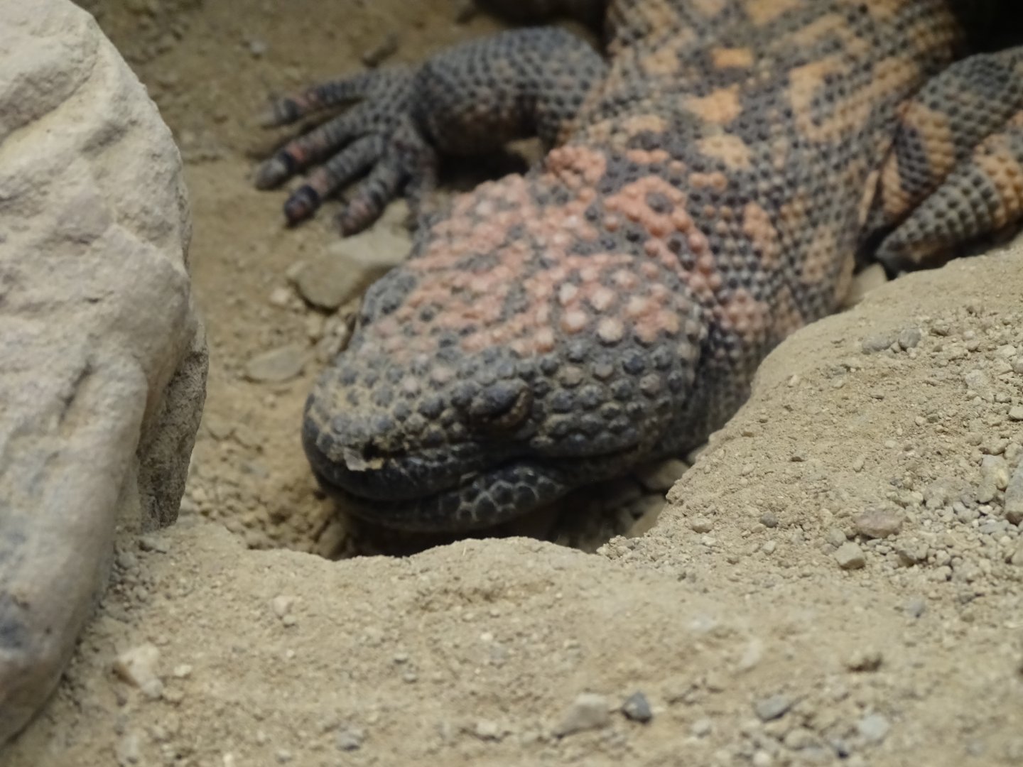 Gila monster (Heloderma suspectum)