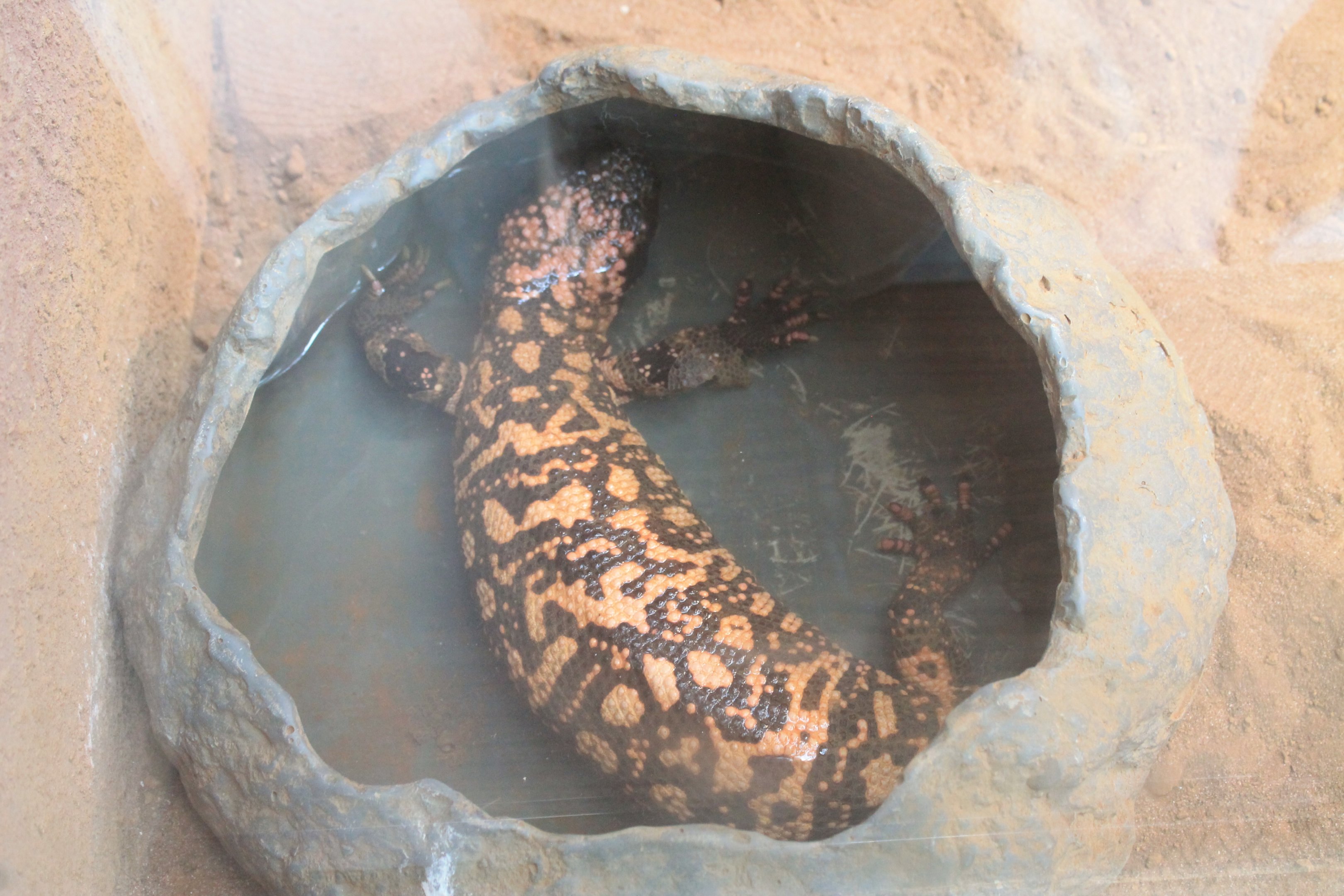Gila Monster (Heloderma suspectum)