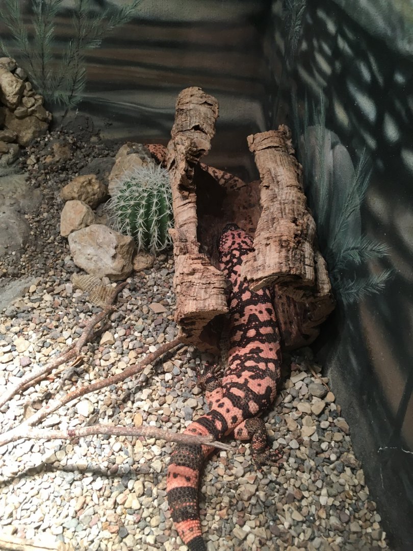 Gila Monster | Henry Vilas Zoo
