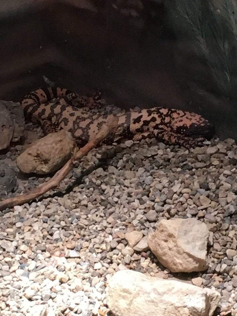 Gila Monster | Henry Vilas Zoo