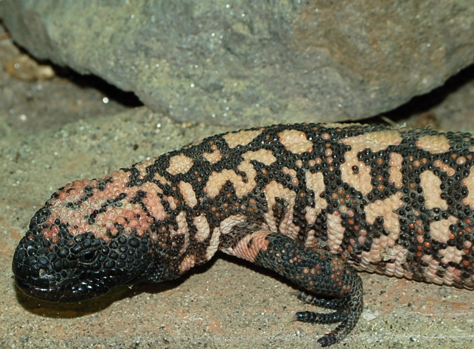 Gila Monster in Dublin Zoo