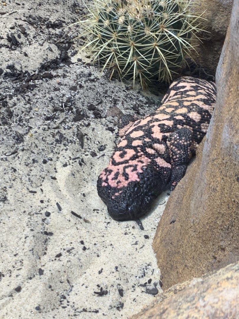 gila monster in new arc building