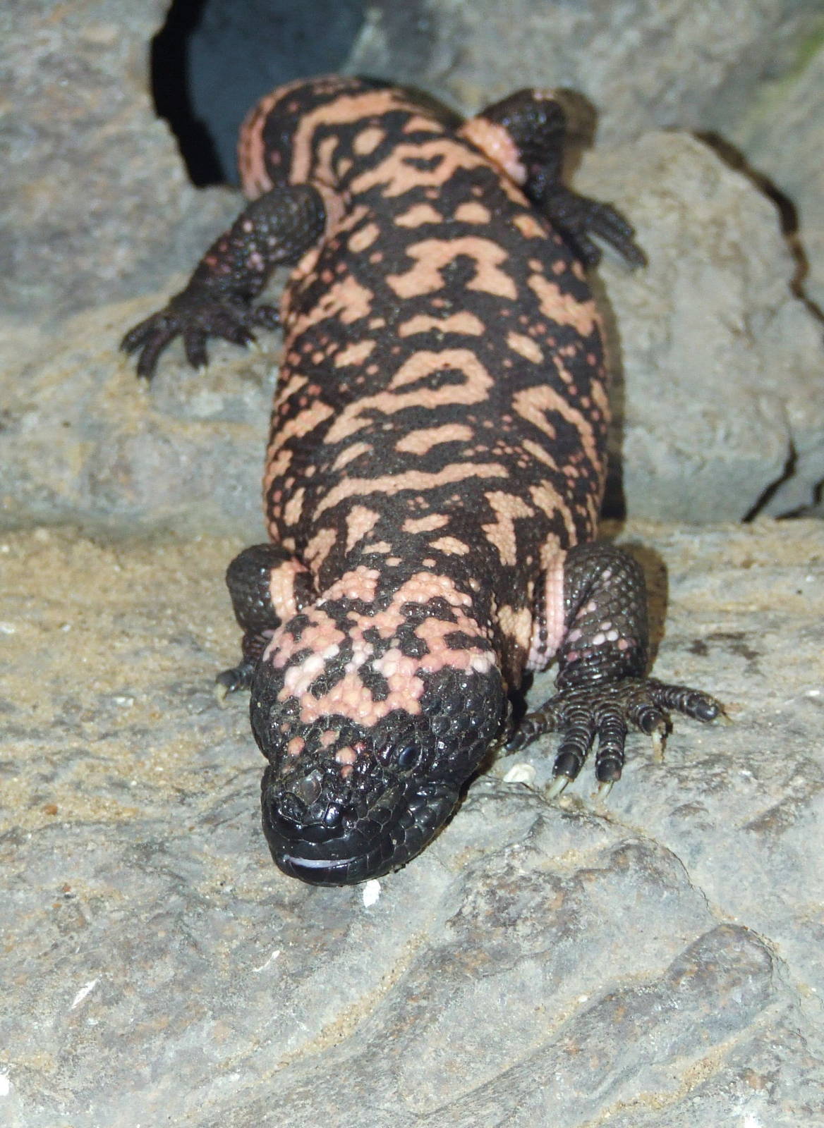 Gila Monster, Oceanium