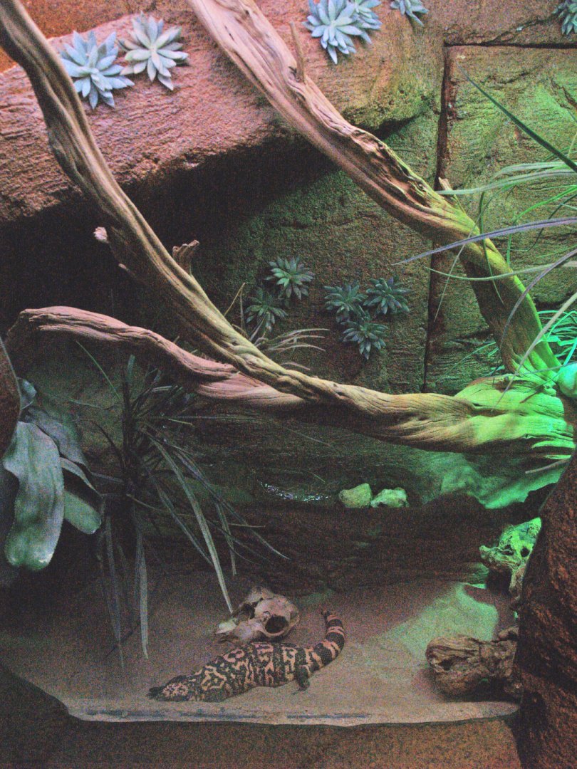 Gila monster terrarium, 2009-04-14