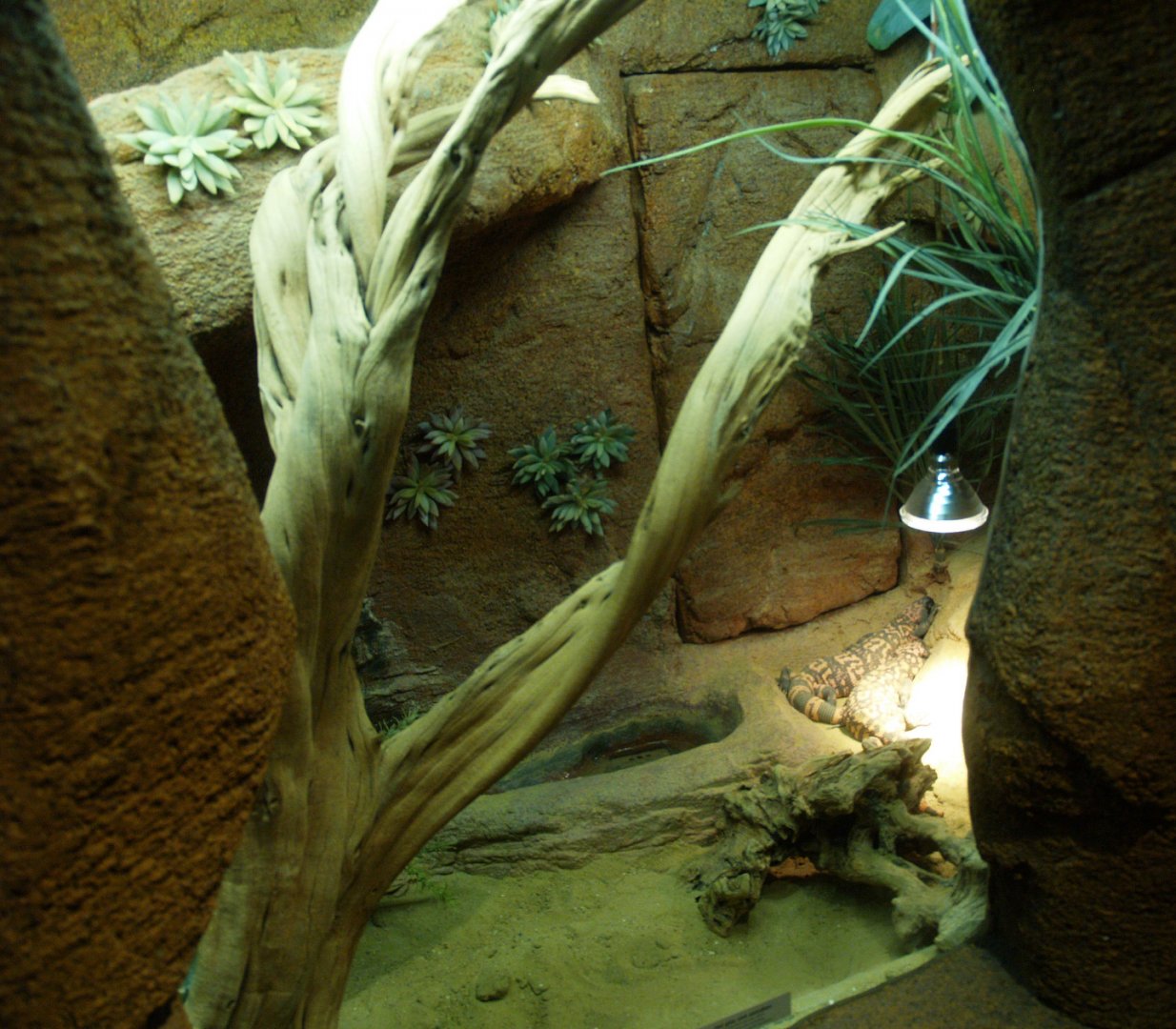 Gila monster terrarium, 2014-02-16