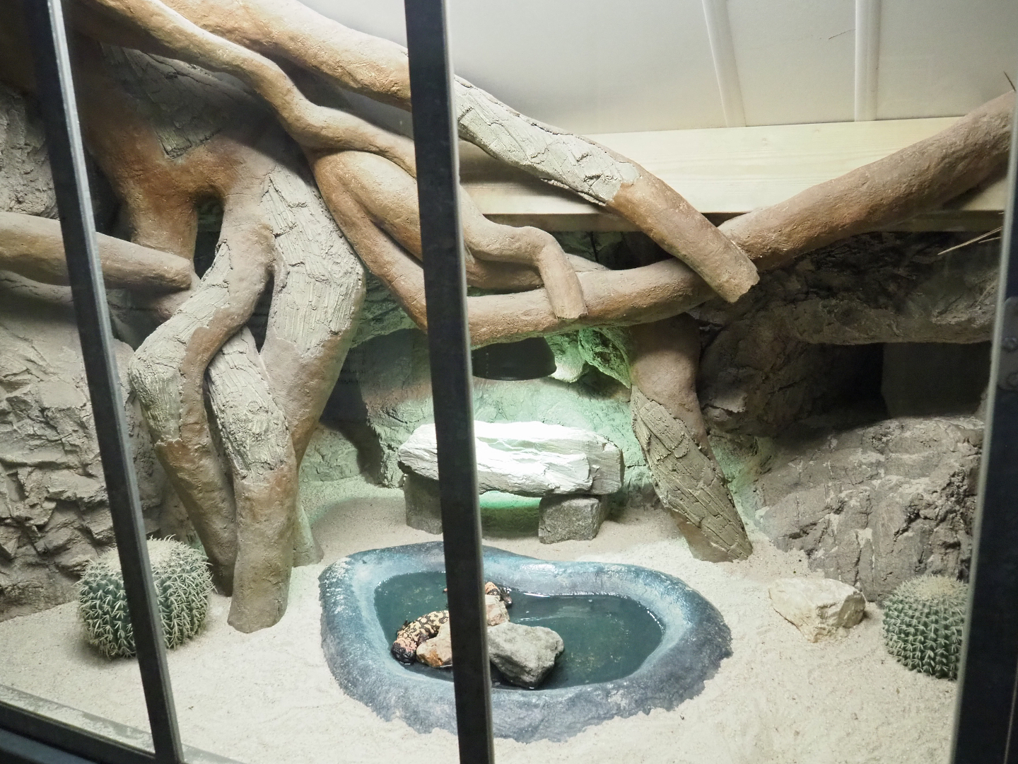 Gila monster terrarium, 2022-05-17