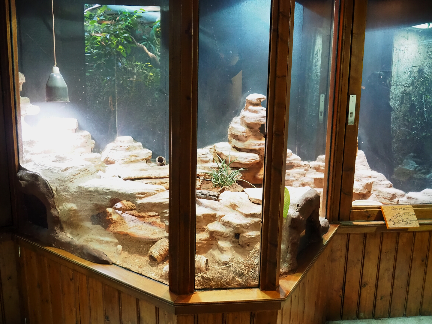 Gila monster terrarium, 2023-09-24