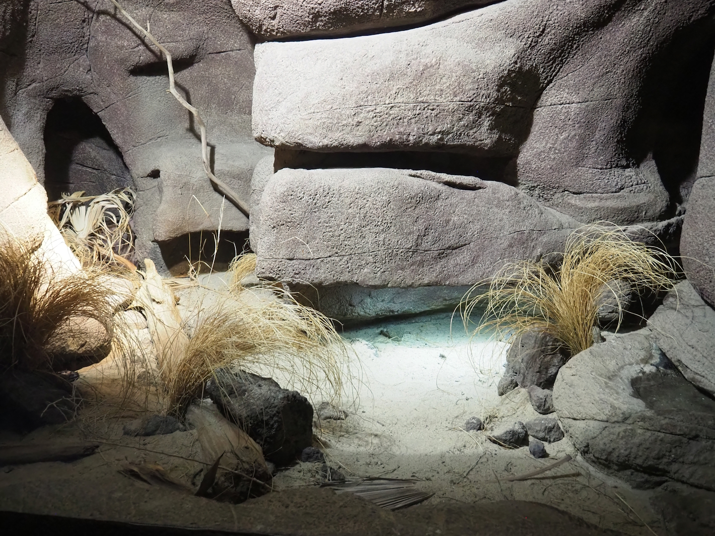 Gila monster terrarium, 2023-10-07