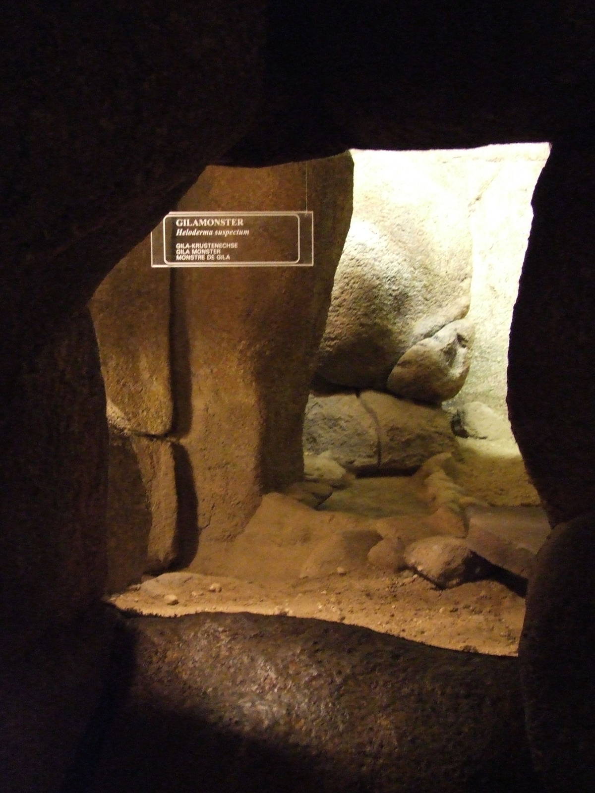 Gila Monster terrarium, Burgers Desert