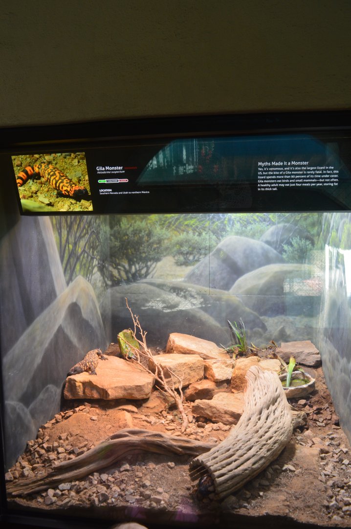 Gila Monster Terrarium