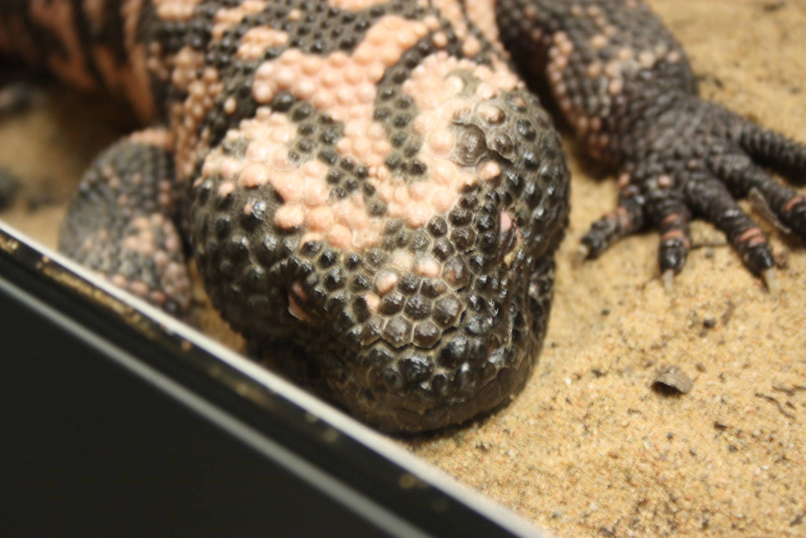 Gila monster