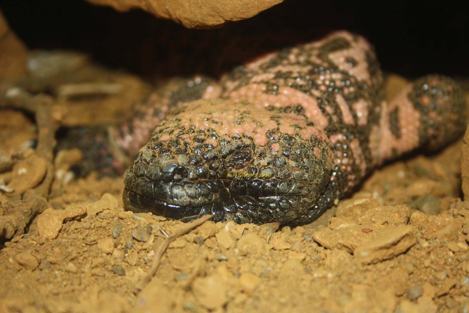Gila Monster