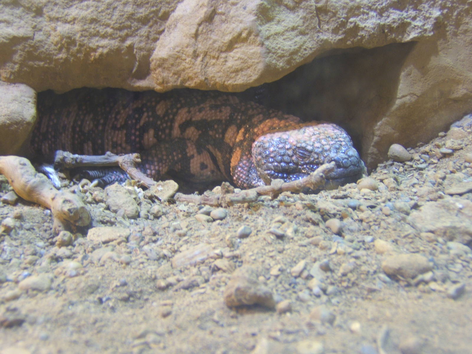 Gila Monster