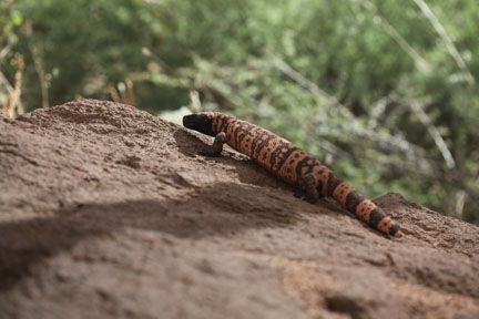 gila monster