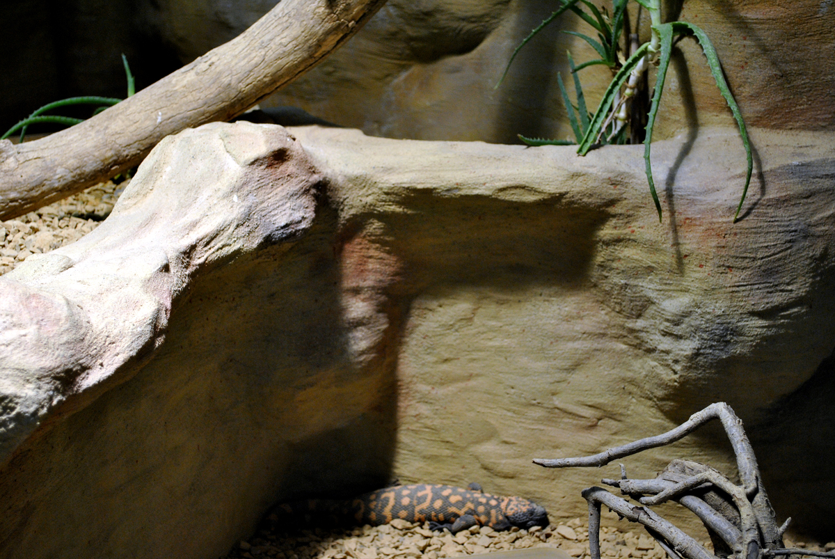 Gila Monster