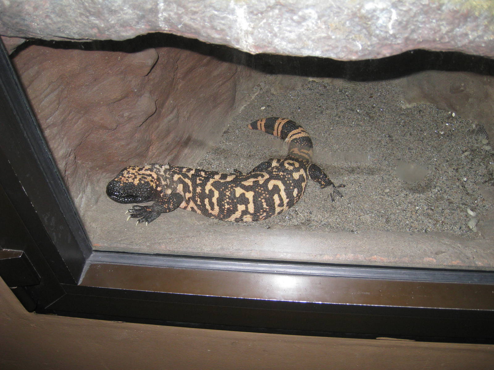 Gila Monster