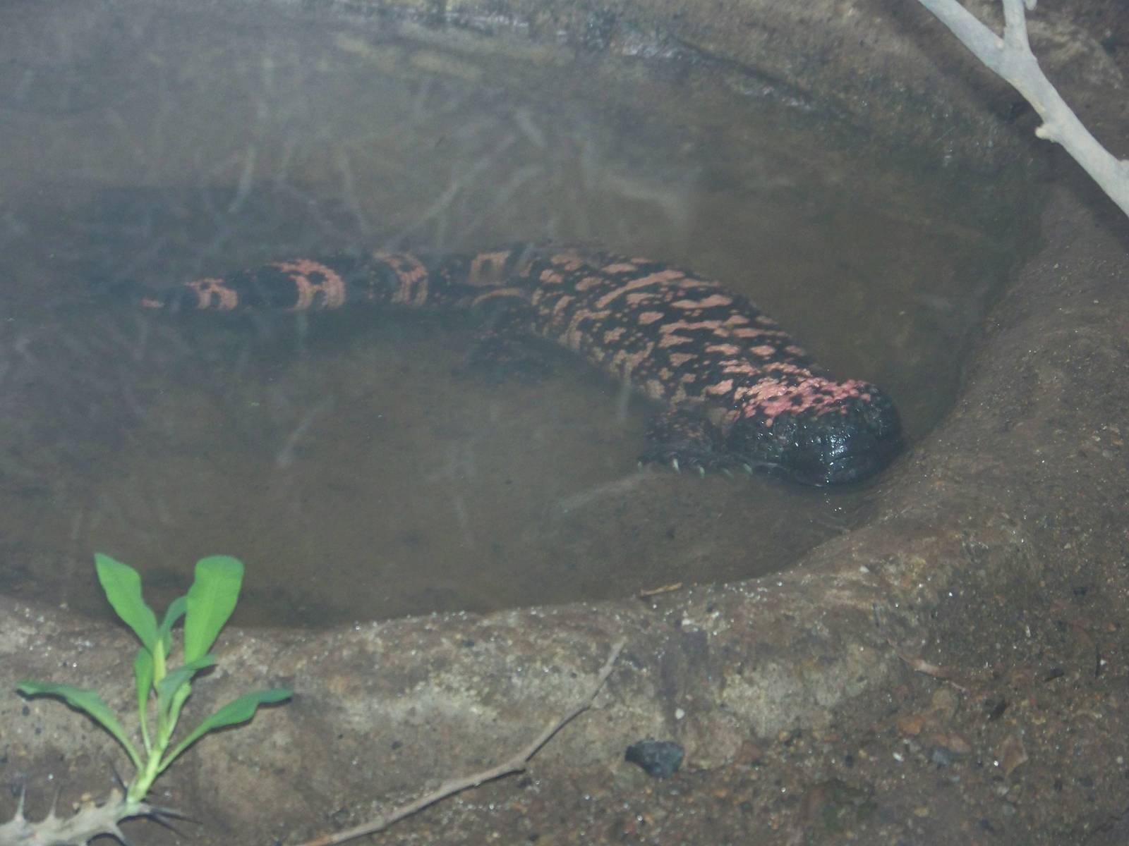 Gila Monster