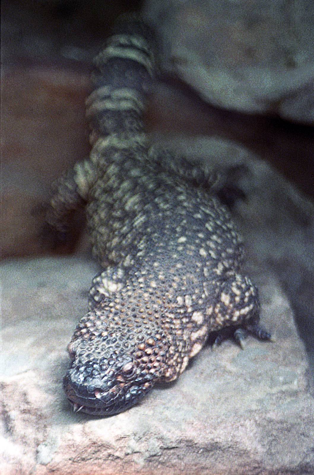 Gila monster