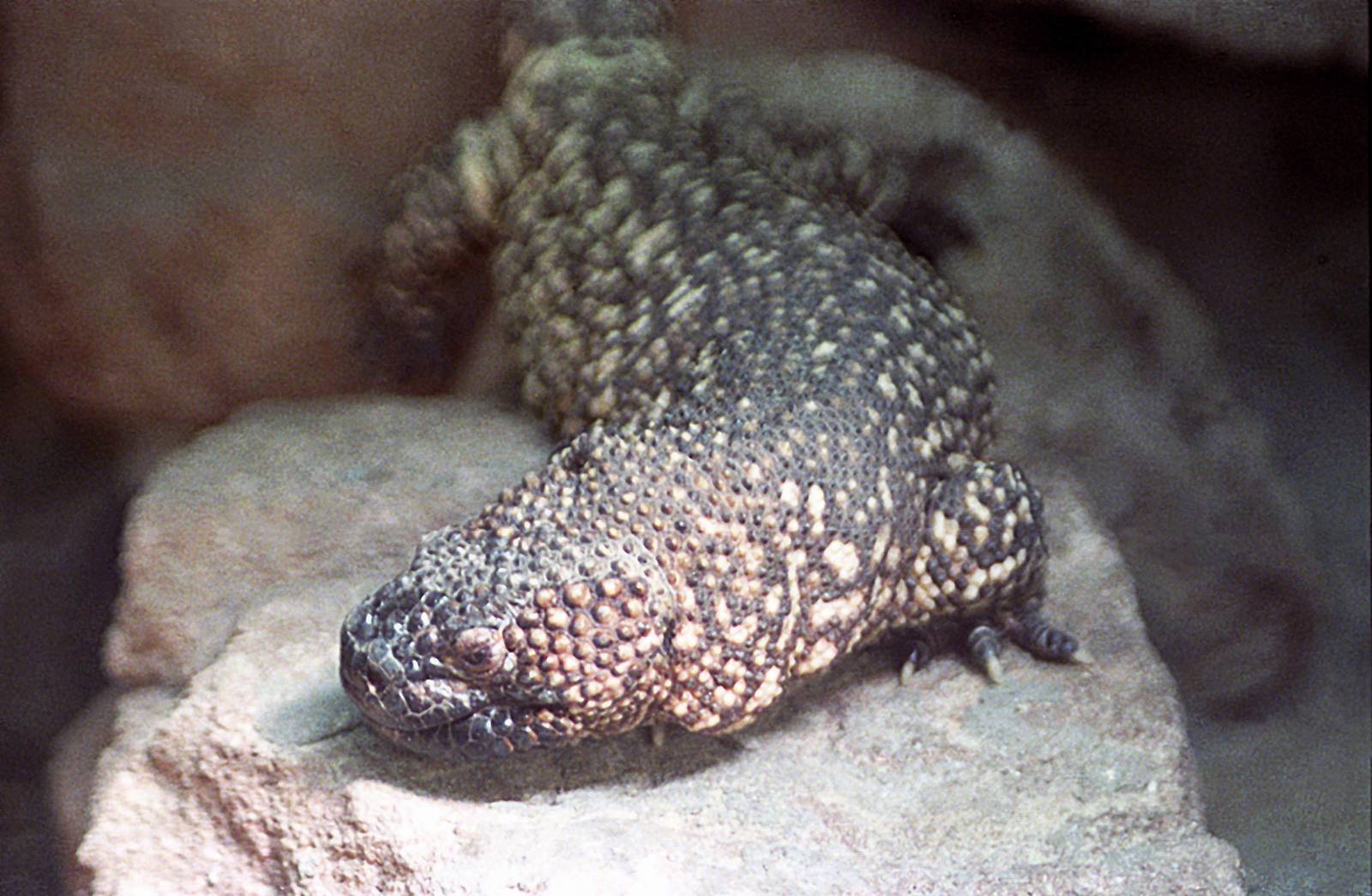 Gila monster