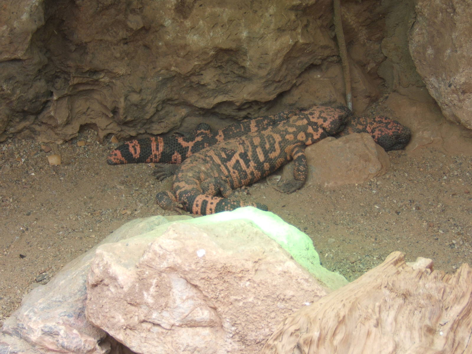 Gila Monster