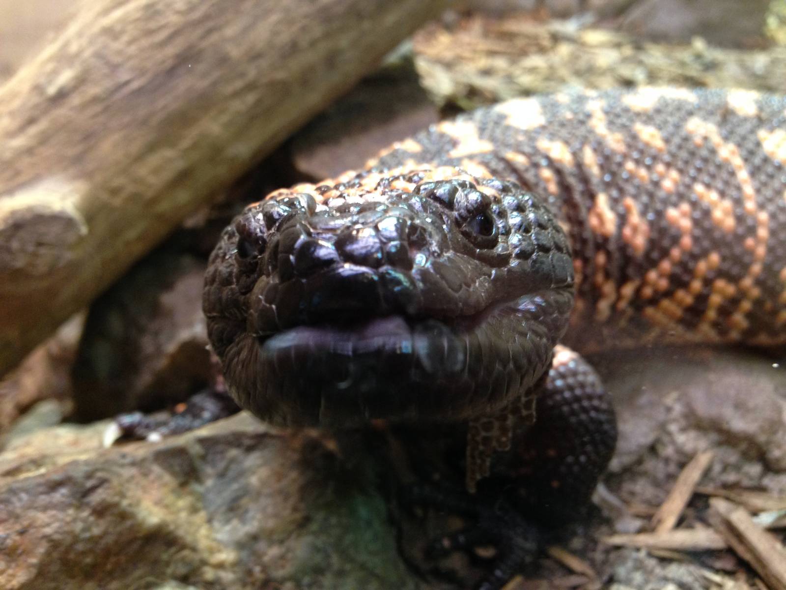 Gila Monster