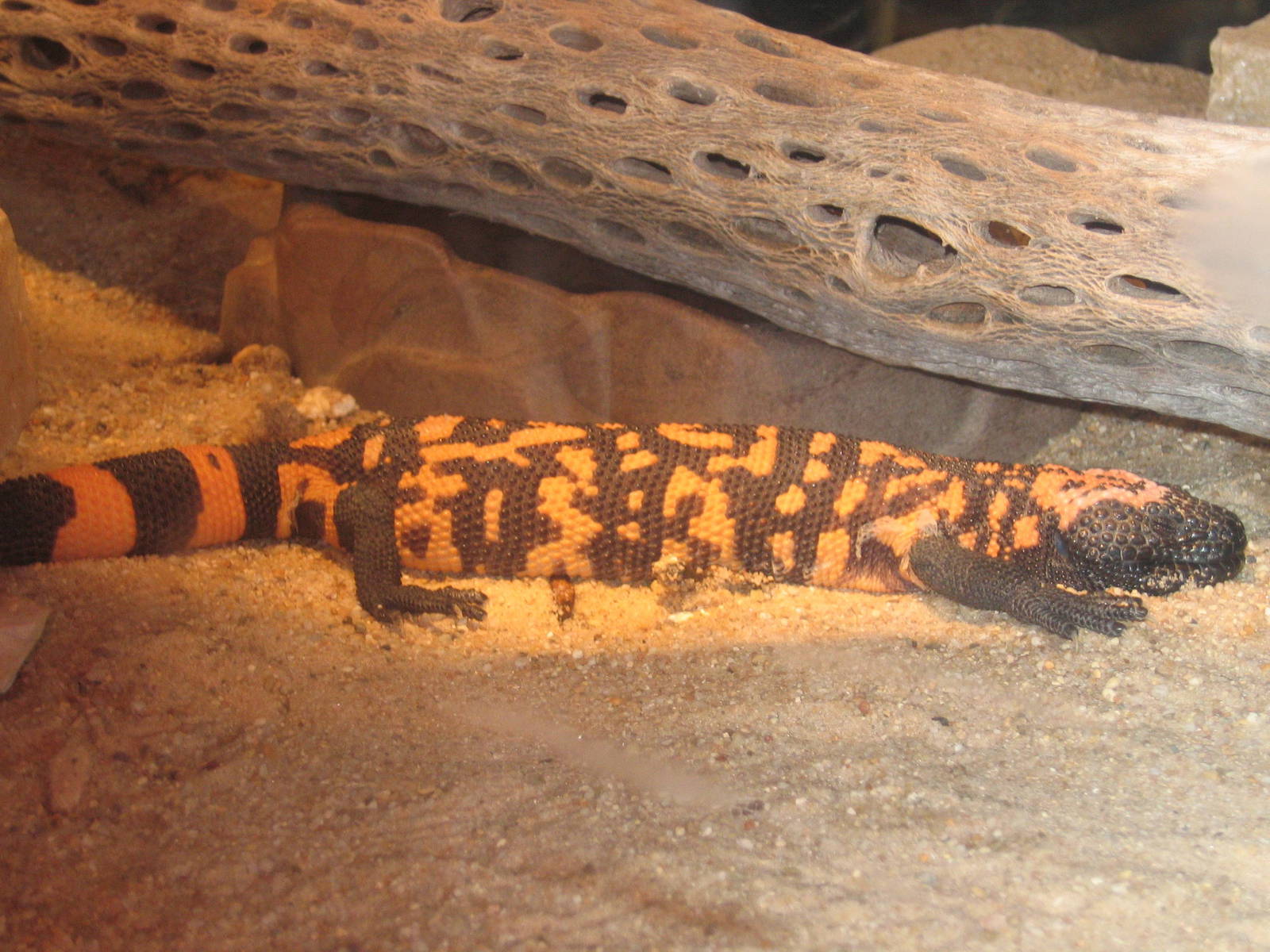 Gila Monster