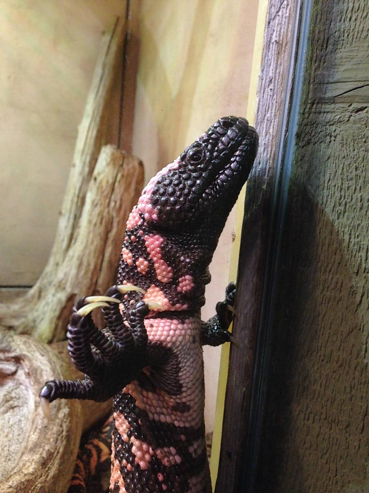 Gila Monster