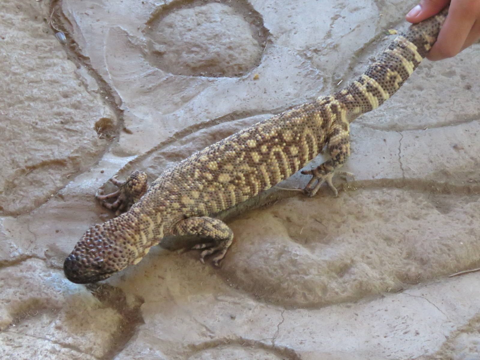 Gila monster