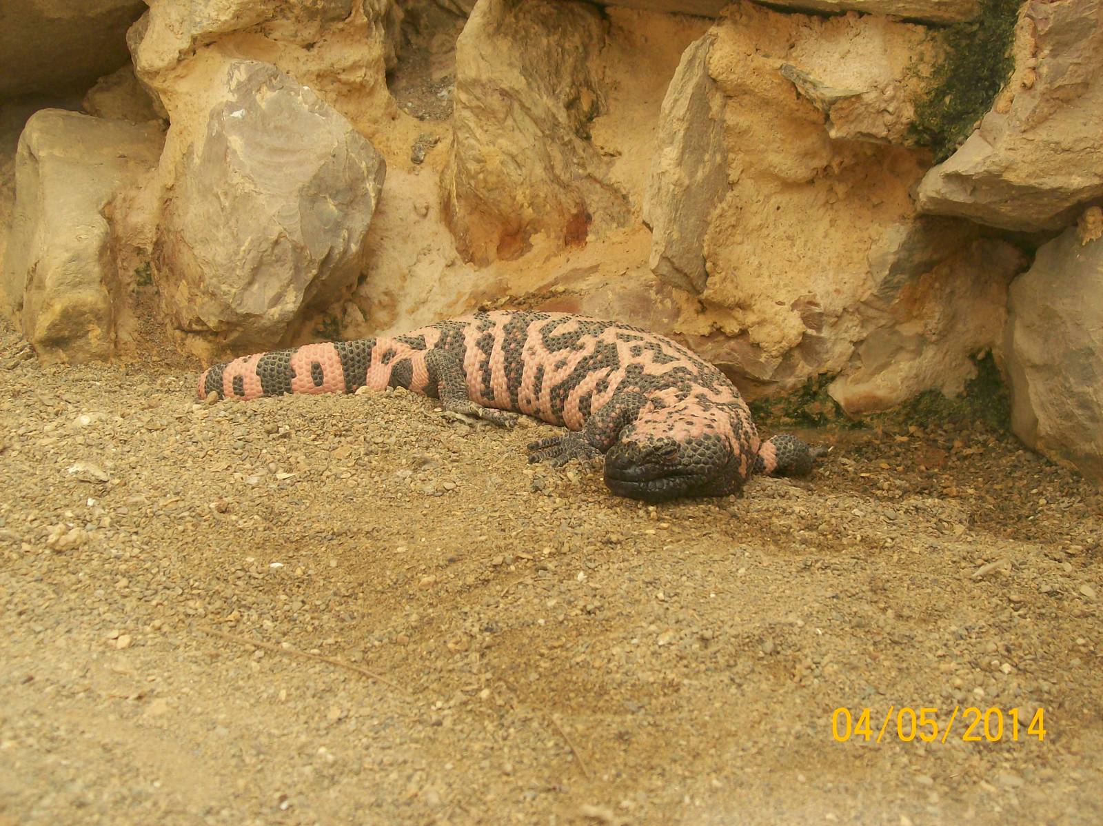 Gila monster