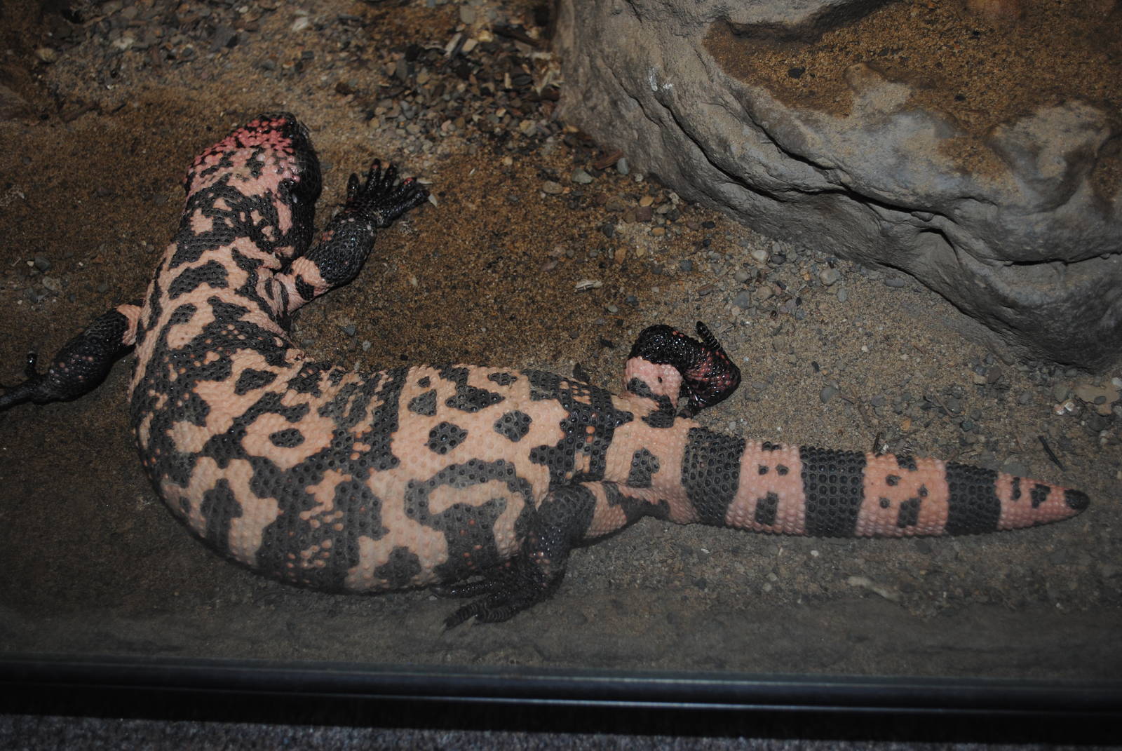 Gila Monster