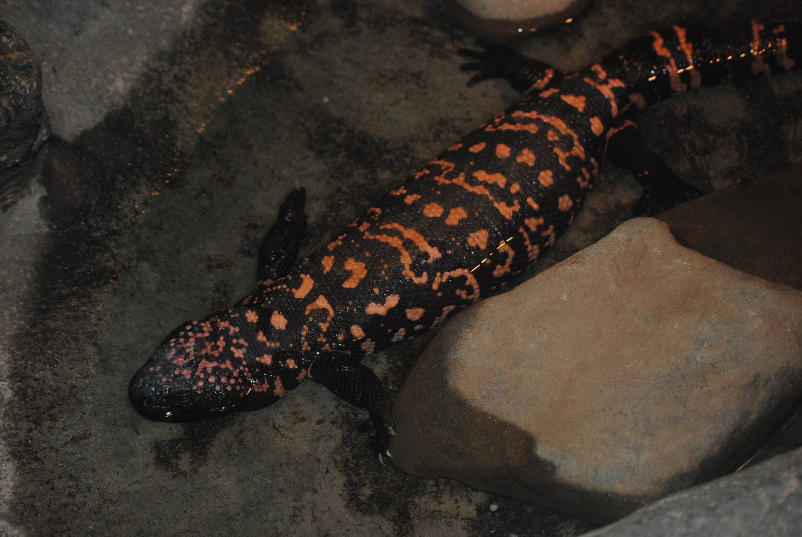 Gila Monster