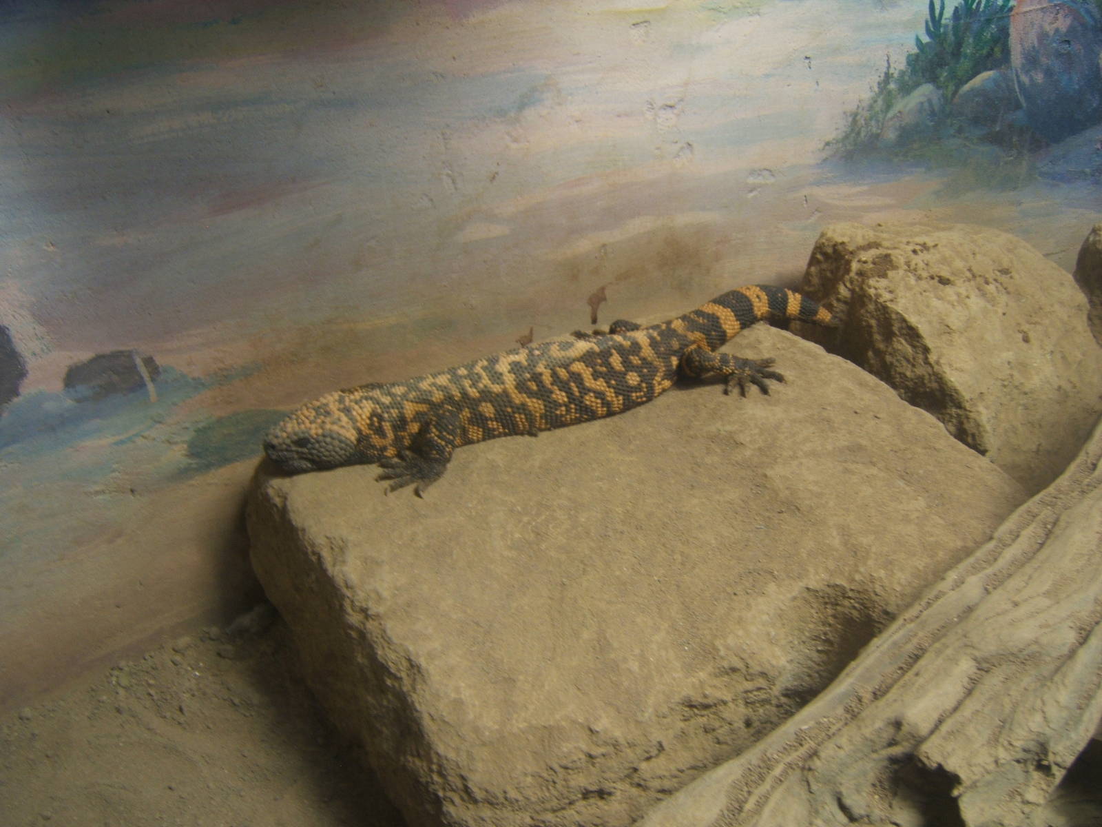 Gila Monster
