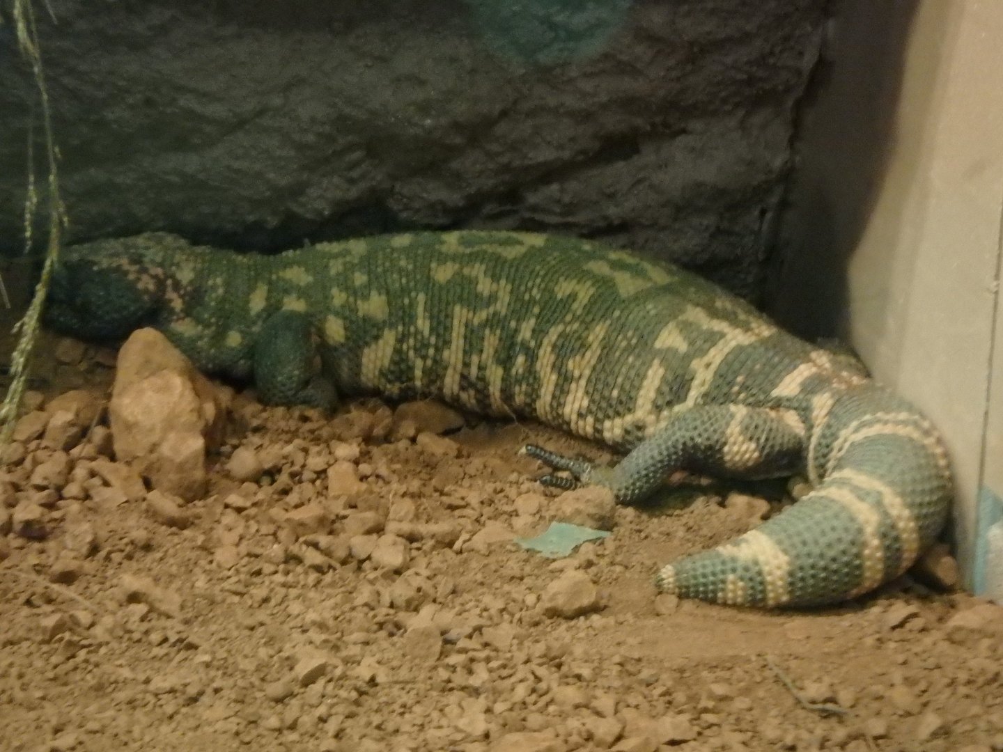 Gila monster