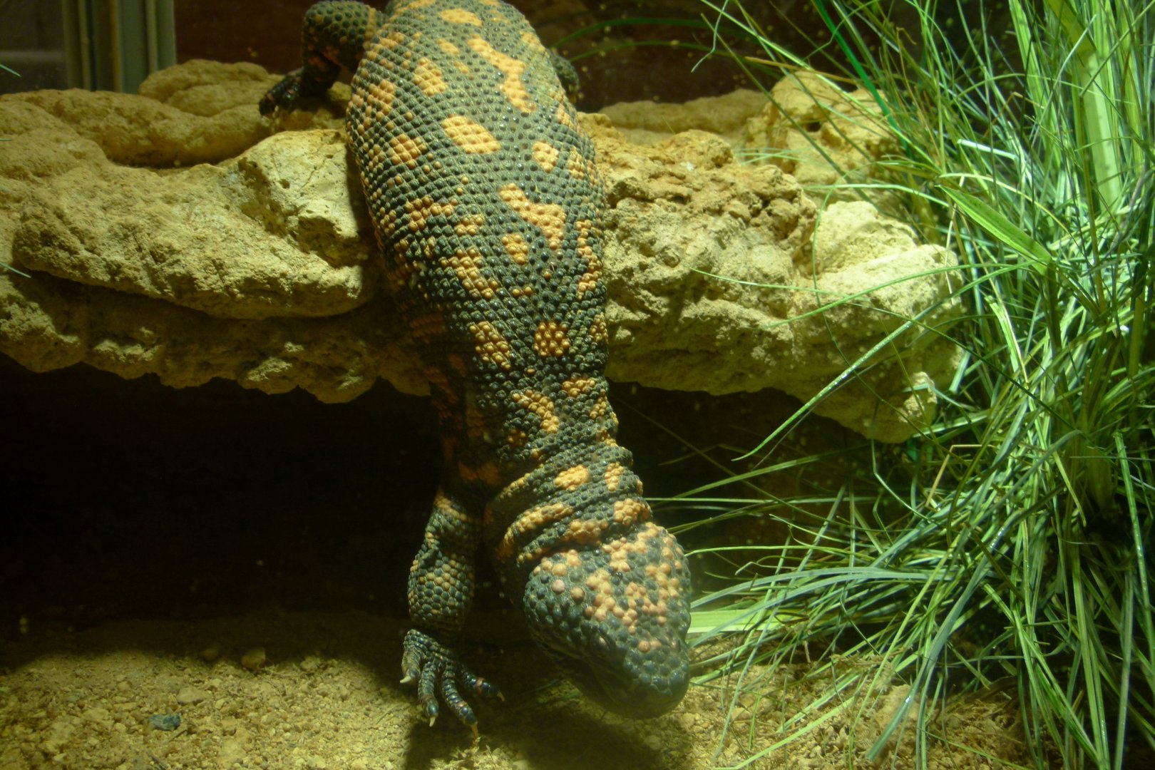 Gila Monster